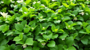 découvrez pourquoi les hellébores, aussi appelées roses de noël, ne fleurissent pas et restent vertes, ainsi que des conseils pour favoriser leur floraison.